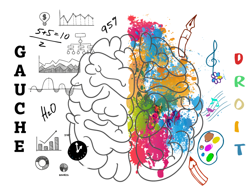 cerveau droit cerveau gauche