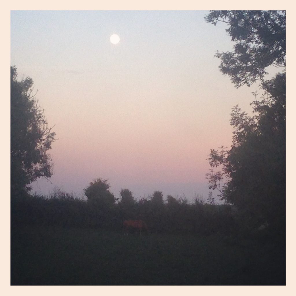 Cheval, pleine lune, pas de calais, cote d'opale, les bobos à la ferme